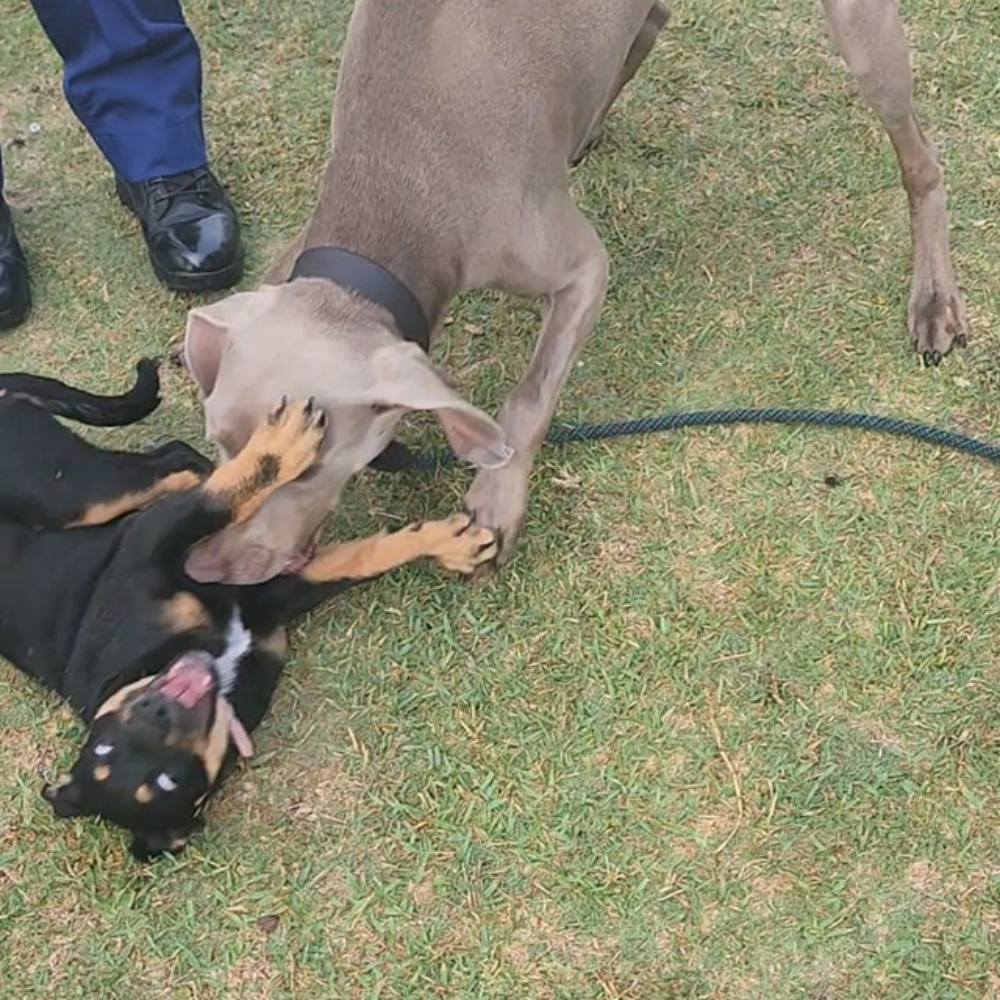 Pet Minding Services