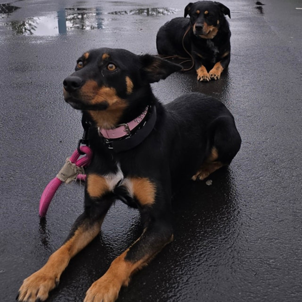 Off Lead and K9 Whistle Response Training