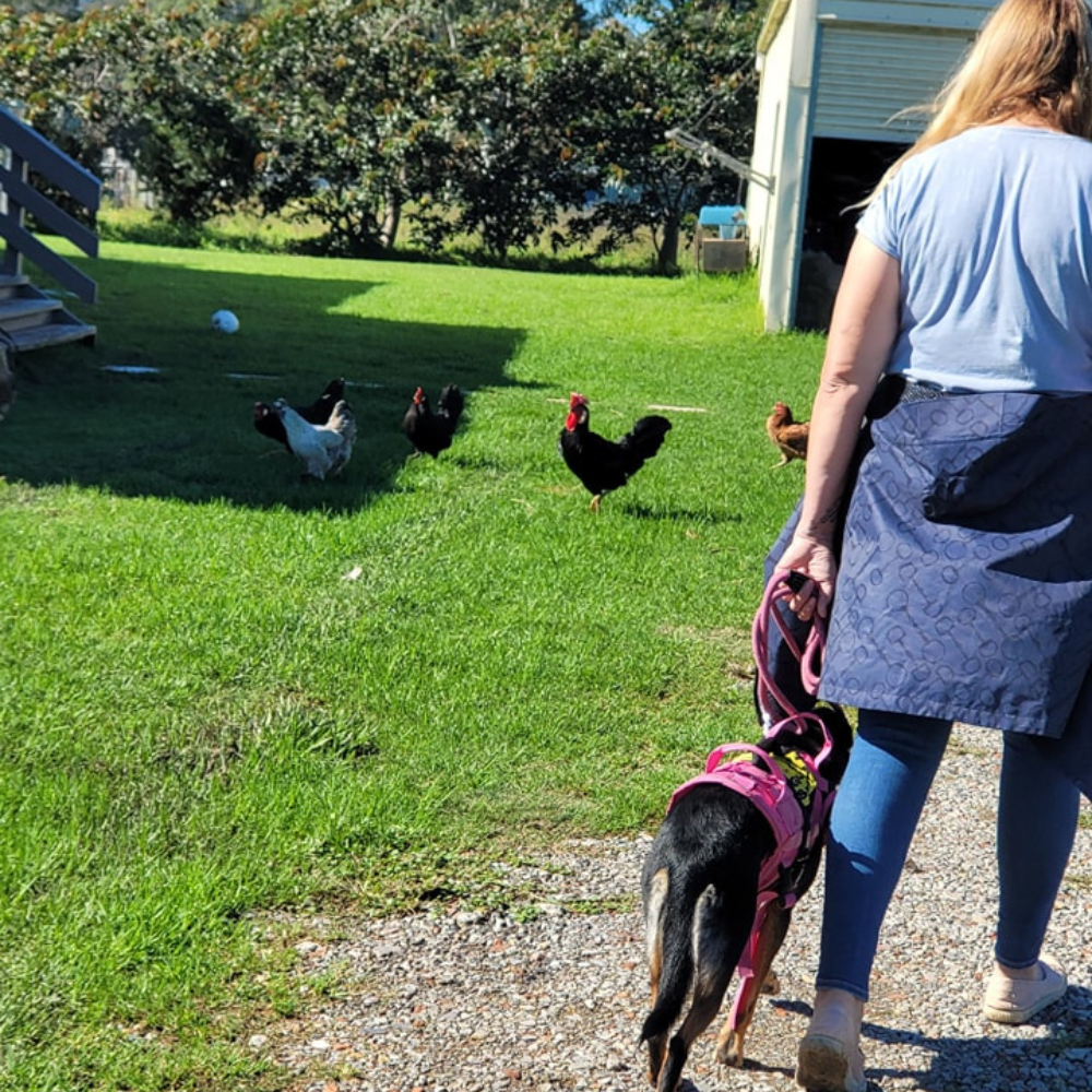Dog Minding (Board & Training)