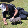 Puppy Training
