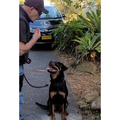 Obedience Training