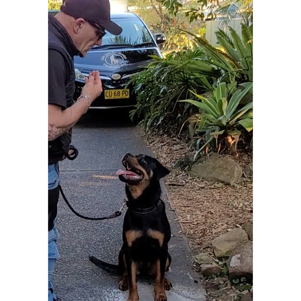 Obedience Training