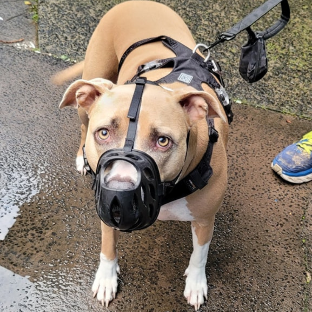 Aggression & Behaviour Training