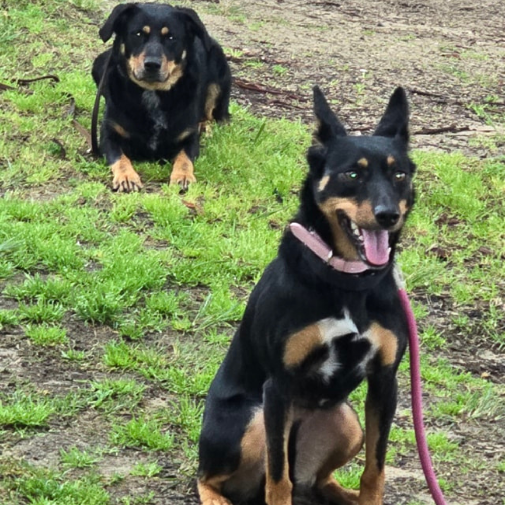 Dog Minding (Board & Training)
