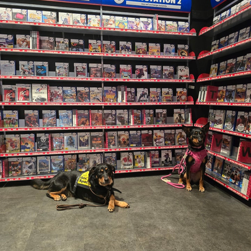 K9 Aggressive Behaviour Training Session