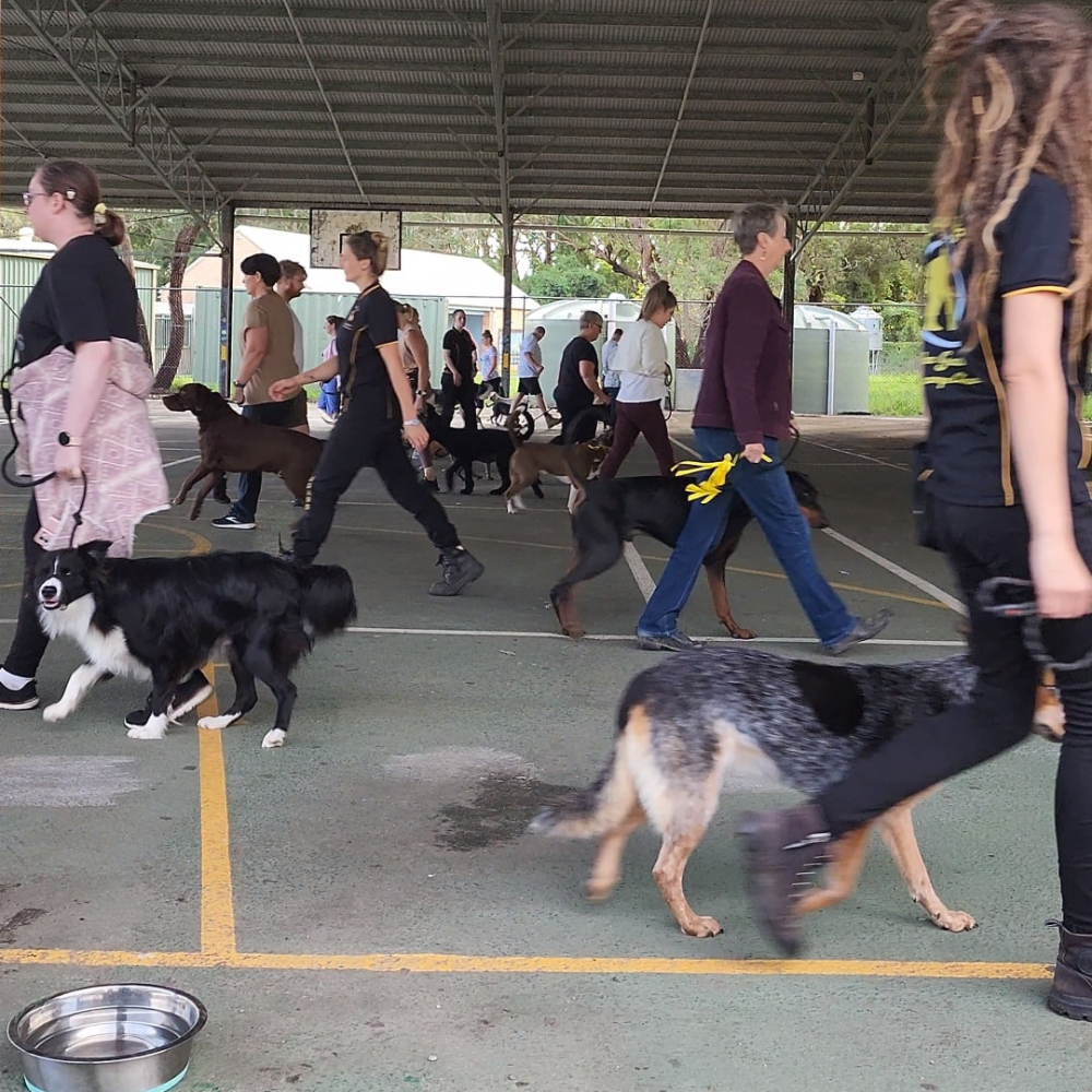 K9 Boot Camp