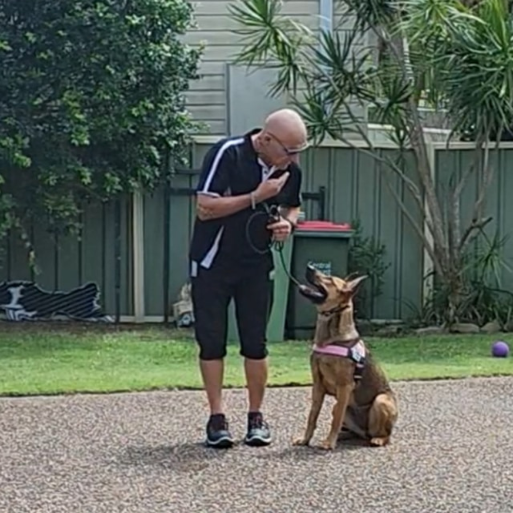 Agility & Flyball Training