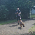 Agility & Flyball Training